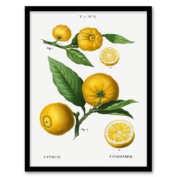 Artery8 Pierre Joseph Redoute Framed Wall Art Print Clusters of Citrus Fruit in White - Size: A4 - thumbnail 1