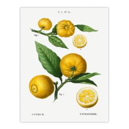 Artery8 Pierre Joseph Redoute Framed Wall Art Print Clusters of Citrus Fruit in White - Size: A4 - thumbnail 3
