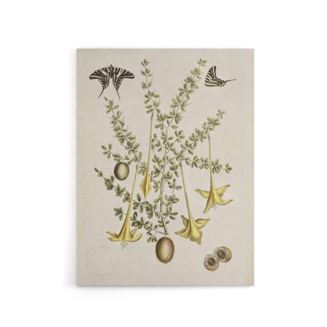 "Artery8 Frutex Spinofus Flowers & Butterflies Catesby Canvas Wall Art in Beige - Size: W18"" x H24""" - image 1