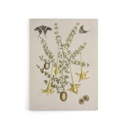 "Artery8 Frutex Spinofus Flowers & Butterflies Catesby Canvas Wall Art in Beige - Size: W18"" x H24""" - thumbnail 1