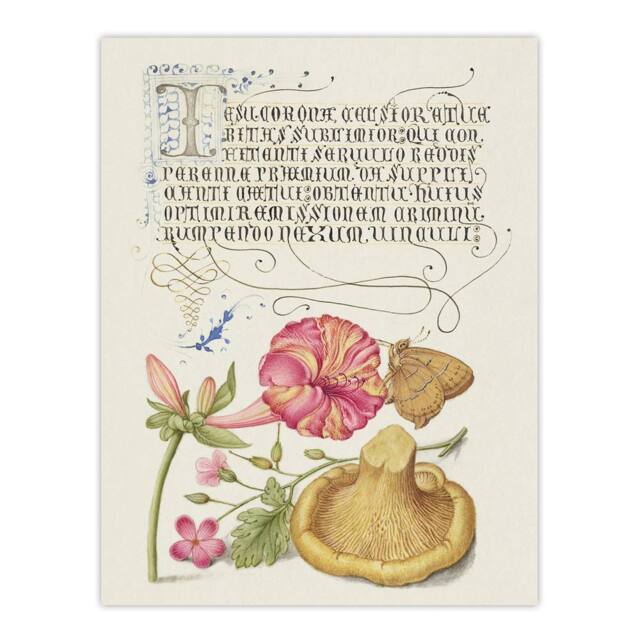 "Artery8 Flowers Mushroom & Butterfly Calligraphy Wall Art Poster Print in White - Size: W12"" x H16""" - image 1