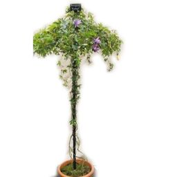 Poppyforge Umbrella Trainer Plant Border Support - Single Stem Tuteur - Steel in Black - thumbnail 2