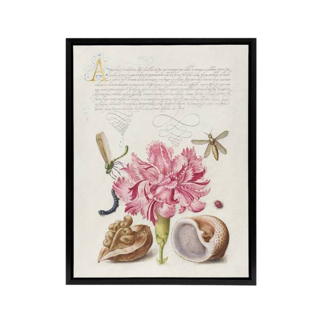 "Artery8 Carnation Walnut & Mollusk Calligraphy Framed Canvas Wall Art Print in White - Size: W12"" x H16""" - image 1