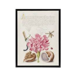 "Artery8 Carnation Walnut & Mollusk Calligraphy Framed Canvas Wall Art Print in White - Size: W12"" x H16""" - thumbnail 1