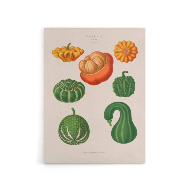 "Artery8 Ornamental Gourds Kitchen Decor Ernst Benary Canvas Wall Art Print in White - Size: W12"" x H16""" - image 1