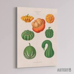 "Artery8 Ornamental Gourds Kitchen Decor Ernst Benary Canvas Wall Art Print in White - Size: W12"" x H16""" - thumbnail 2