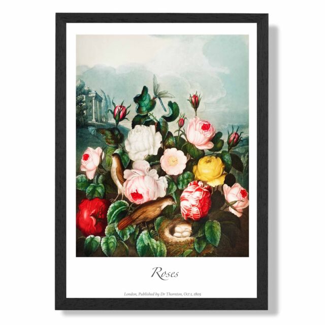 ARTZE Vintage Floral Exhibition - Cottage Roses Framed Print SIZE: A3 with Black Frame in Red - Size: A4 - image 1