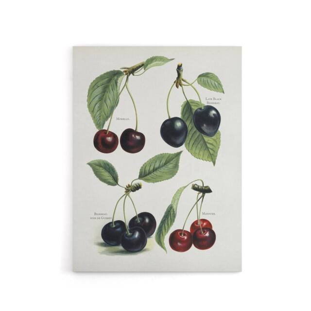 "Artery8 Vintage Illustration of Cherry Varieties Wright Canvas Wall Art Print in White - Size: W12"" x H16""" - image 1
