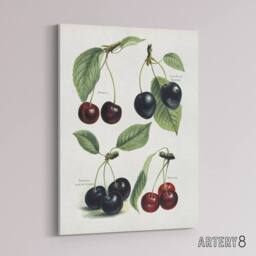 "Artery8 Vintage Illustration of Cherry Varieties Wright Canvas Wall Art Print in White - Size: W12"" x H16""" - thumbnail 2