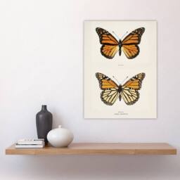 "Artery8 Monarch Butterfly Vintage Illustration Denton Wall Art Poster Print in White - Size: W12"" x H16""" - thumbnail 4