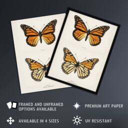"Artery8 Monarch Butterfly Vintage Illustration Denton Wall Art Poster Print in White - Size: W12"" x H16""" - thumbnail 2