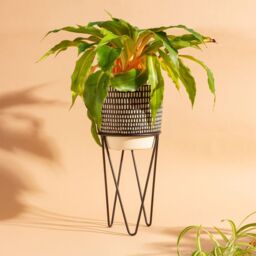 Sass & Belle Black Dash Cement Planter With Wire Stand - thumbnail 3