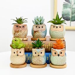 simpa 6PC Funky Owl Themed Ceramic Plant Pots with Bamboo Base - thumbnail 4