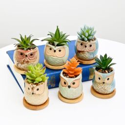 simpa 6PC Funky Owl Themed Ceramic Plant Pots with Bamboo Base - thumbnail 2