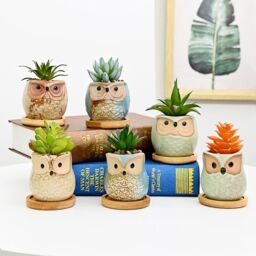 simpa 6PC Funky Owl Themed Ceramic Plant Pots with Bamboo Base - thumbnail 3