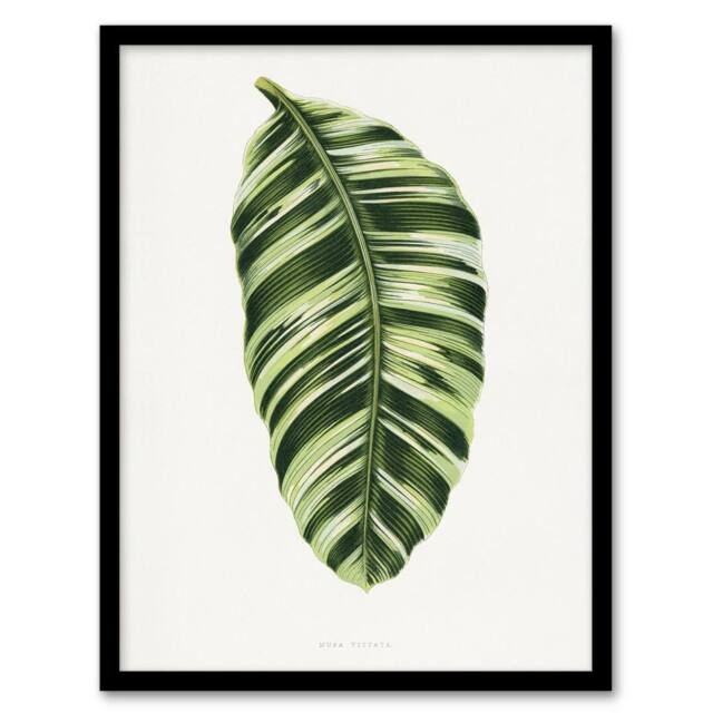 Artery8 AF Lydon Benjamin Fawcett Musa Paradisiaca Vittata Framed Art Print in White - Size: A4 - image 1