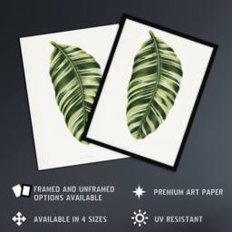 Artery8 AF Lydon Benjamin Fawcett Musa Paradisiaca Vittata Framed Art Print in White - Size: A4 - thumbnail 2