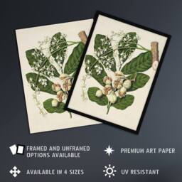 Artery8 New Zealand Kohekohe Tree Flowers Featon Framed Wall Art Print in Beige - Size: A4 - thumbnail 2