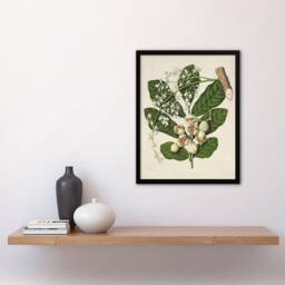 Artery8 New Zealand Kohekohe Tree Flowers Featon Framed Wall Art Print in Beige - Size: A4 - thumbnail 4