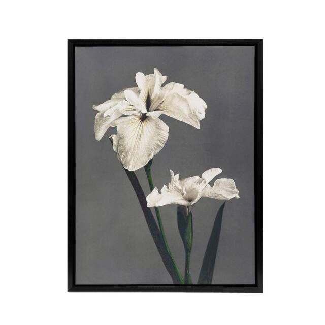 "Artery8 White Water Iris Flowers Framed Canvas Wall Art Print Ogawa Kazumasa in Grey - Size: W24"" x H32""" - image 1