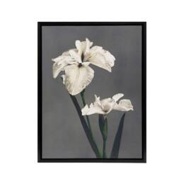 "Artery8 White Water Iris Flowers Framed Canvas Wall Art Print Ogawa Kazumasa in Grey - Size: W24"" x H32""" - thumbnail 1