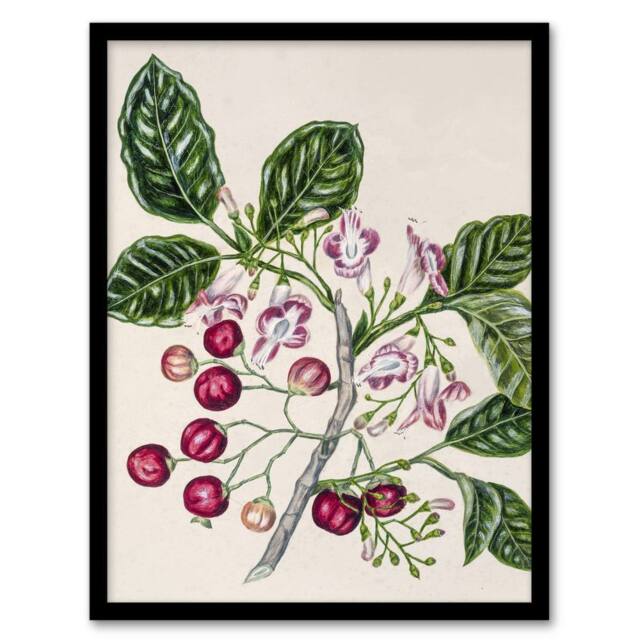 "Artery8 New Zealand Puriri Vitex Lucens Flowers Featon Framed Wall Art Print in Beige - Size: W12"" x H16""" - image 1