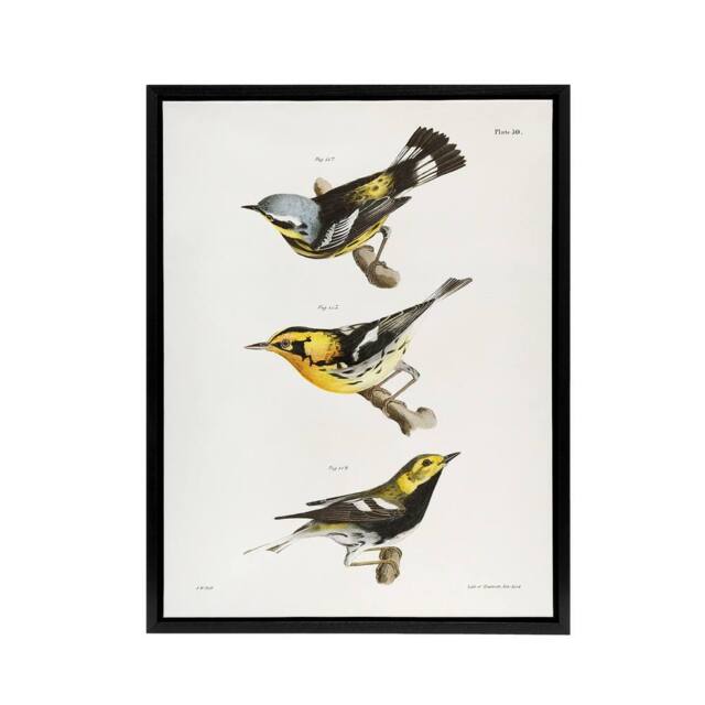 "Artery8 James Ellsworth De Kay Trio of Warbler Birds Framed Canvas Art Print in White - Size: W12"" x H16""" - image 1