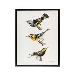 "Artery8 James Ellsworth De Kay Trio of Warbler Birds Framed Canvas Art Print in White - Size: W12"" x H16""" - thumbnail 1