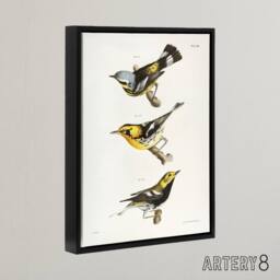 "Artery8 James Ellsworth De Kay Trio of Warbler Birds Framed Canvas Art Print in White - Size: W12"" x H16""" - thumbnail 2