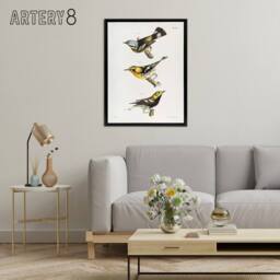 "Artery8 James Ellsworth De Kay Trio of Warbler Birds Framed Canvas Art Print in White - Size: W12"" x H16""" - thumbnail 3
