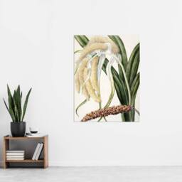 "Artery8 New Zealand Perching Lily Flower Plant Featon Wall Art Poster Print in Beige - Size: W18"" x H24""" - thumbnail 4