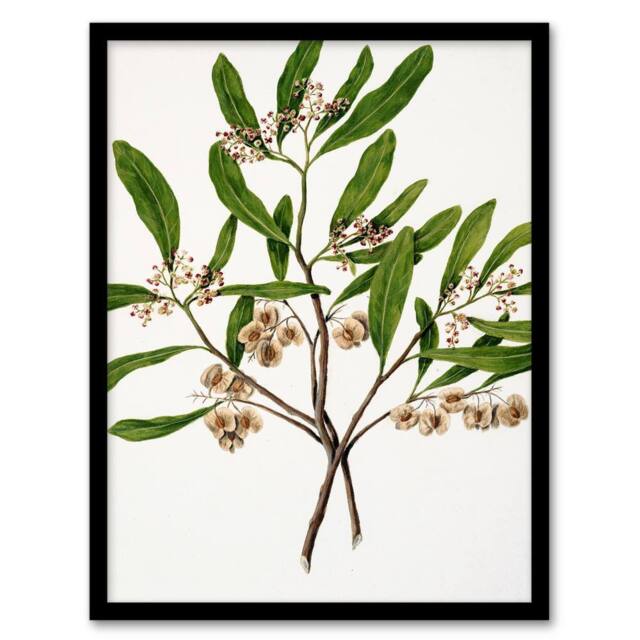 Artery8 Sarah Featon Framed Wall Art New Zealand Akeake Hopbush Flowering Plant in Beige - Size: A4 - image 1