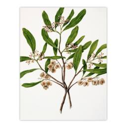 Artery8 Sarah Featon Framed Wall Art New Zealand Akeake Hopbush Flowering Plant in Beige - Size: A4 - thumbnail 3