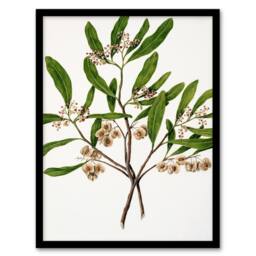 Artery8 Sarah Featon Framed Wall Art New Zealand Akeake Hopbush Flowering Plant in Beige - Size: A4 - thumbnail 1