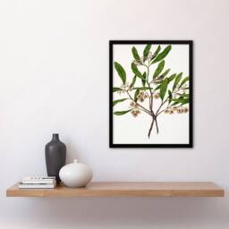 Artery8 Sarah Featon Framed Wall Art New Zealand Akeake Hopbush Flowering Plant in Beige - Size: A4 - thumbnail 2