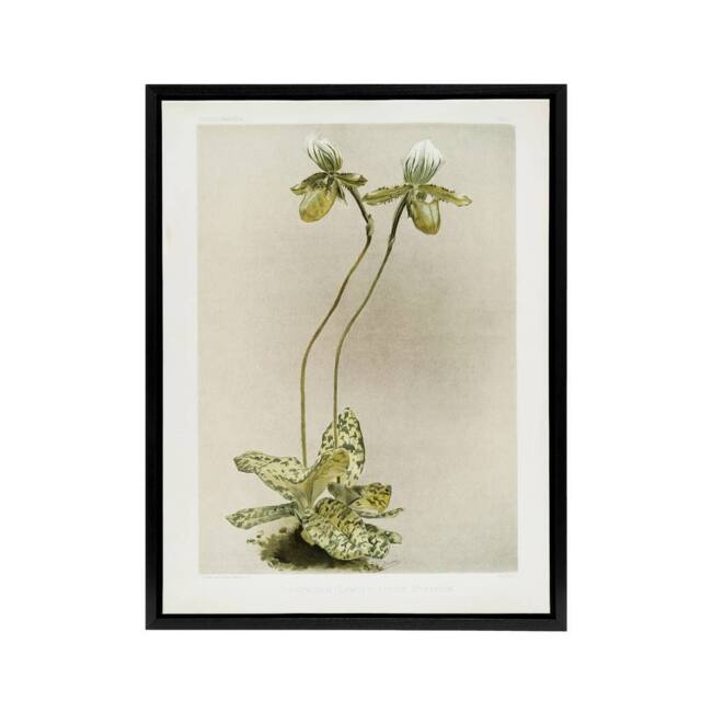 "Artery8 F Sander Cypripedium Lawrenceanum Hyeanum Orchid Framed Canvas Art - Size: W12"" x H16""" - image 1