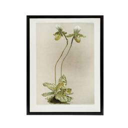 "Artery8 F Sander Cypripedium Lawrenceanum Hyeanum Orchid Framed Canvas Art - Size: W12"" x H16""" - thumbnail 1