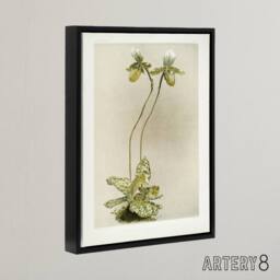 "Artery8 F Sander Cypripedium Lawrenceanum Hyeanum Orchid Framed Canvas Art - Size: W12"" x H16""" - thumbnail 2
