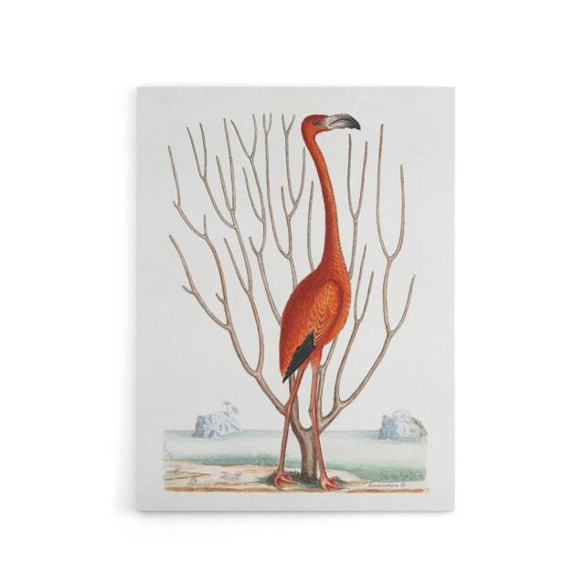 "Artery8 Flamingo Bird Vintage Illustration Catesby Canvas Wall Art in White - Size: W18"" x H24""" - image 1