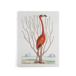 "Artery8 Flamingo Bird Vintage Illustration Catesby Canvas Wall Art in White - Size: W18"" x H24""" - thumbnail 1