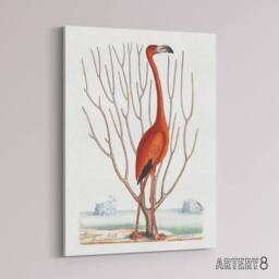 "Artery8 Flamingo Bird Vintage Illustration Catesby Canvas Wall Art in White - Size: W18"" x H24""" - thumbnail 2
