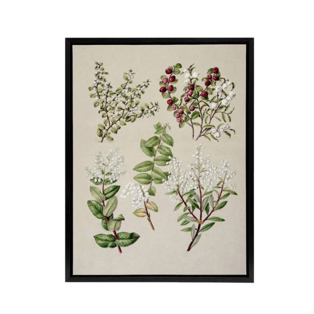 "Artery8 New Zealand Gaultheria Flowering Plant Featon Framed Canvas Wall Art in Beige - Size: W12"" x H16""" - image 1