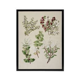 "Artery8 New Zealand Gaultheria Flowering Plant Featon Framed Canvas Wall Art in Beige - Size: W12"" x H16""" - thumbnail 1