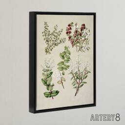 "Artery8 New Zealand Gaultheria Flowering Plant Featon Framed Canvas Wall Art in Beige - Size: W12"" x H16""" - thumbnail 2