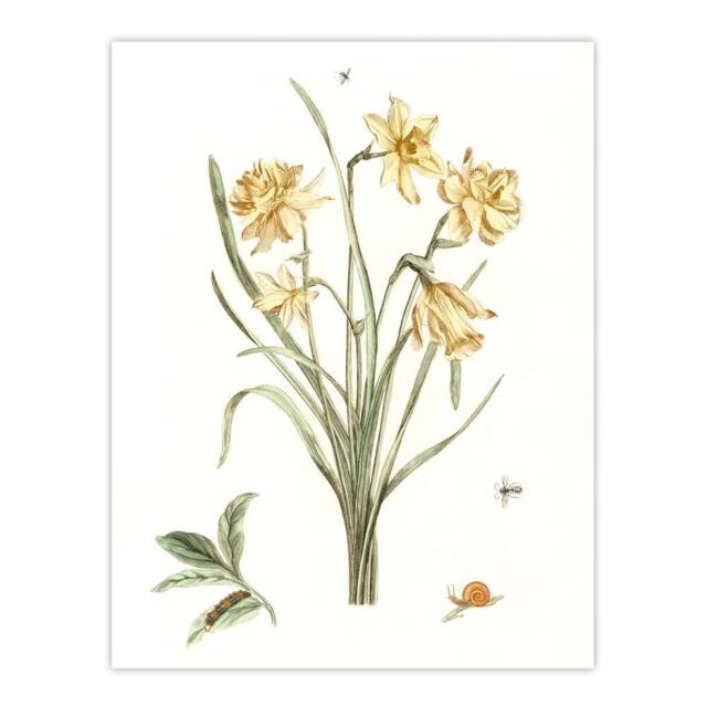 "Artery8 Five Daffodils Vintage Illustration Teyler Wall Art Poster Print in White - Size: W18"" x H24""" - image 1