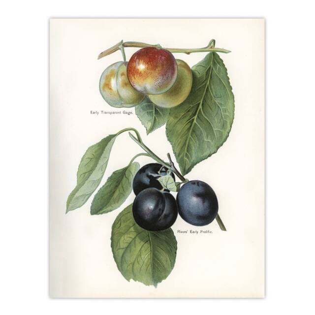 "Artery8 Vintage Illustration of Two Plum Varieties Wright Wall Art Print in White - Size: W12"" x H16""" - image 1