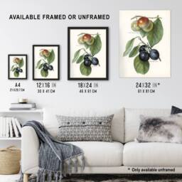 "Artery8 Vintage Illustration of Two Plum Varieties Wright Wall Art Print in White - Size: W12"" x H16""" - thumbnail 3