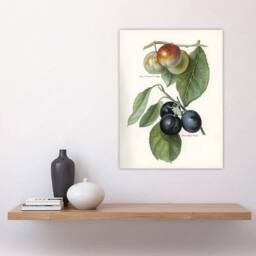 "Artery8 Vintage Illustration of Two Plum Varieties Wright Wall Art Print in White - Size: W12"" x H16""" - thumbnail 4