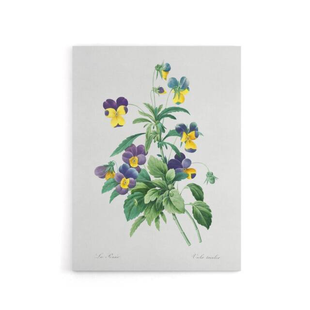 "Artery8 Wild Pansy Flower Illustration Redoute Vintage Canvas Wall Art in White - Size: W18"" x H24""" - image 1