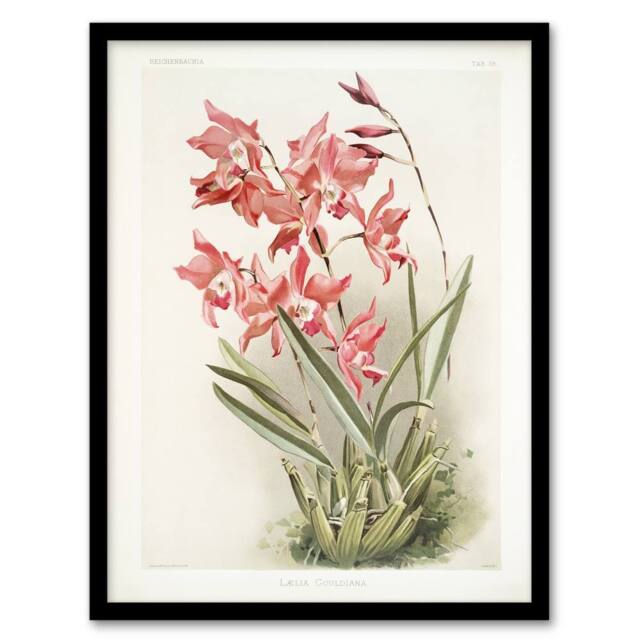 Artery8 Frederick Sander Laelia Gouldiana Orchid Flowers Framed Wall Art Print - Size: A4 - image 1